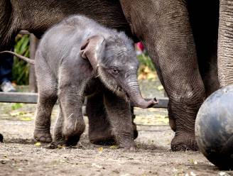Olifantenkalfje in Nederland van dood gered dankzij olifanten van Pairi Daiza