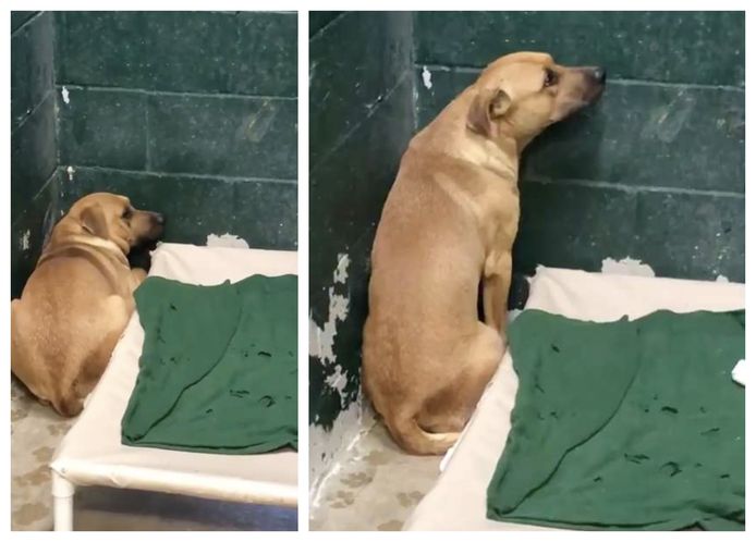 Gezin Dumpt Hond In Asiel Omdat Hij In Afval Wroet Buitenland Ad Nl