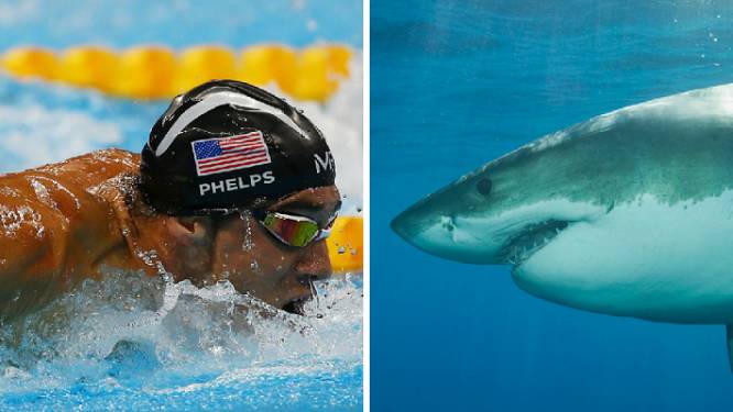 Olympische zwemlegende Michael Phelps neemt het op tegen ... een witte haai