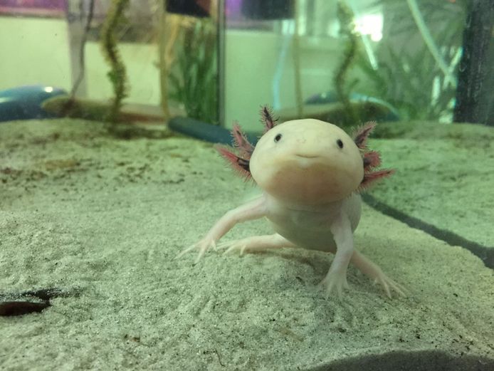 Mannetje Blijkt Vrouwtje Te Zijn Nu Zit Brabants Laboratorium Met Kraamkamer Vol Baby Axolotls Brabant Nl