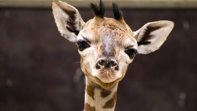 Un girafon est né à Pairi Daiza