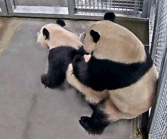 Eerste paring reuzenpanda's in ouwehands dierenpark rhenen