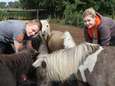 Vrijwilligers ontfermen zich over verwaarloosde pony's: "Geef ze alsjeblieft geen eten" 