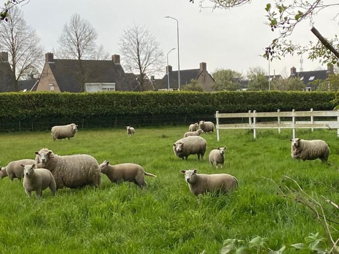 Een schapenweitje langs de Akkerweg is in beeld als woningbouwlocatie.