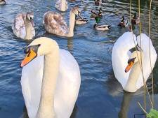 Vaderzwaan herenigd met gezin nadat hond hem in nek beet: ‘Tot op de dag van vandaag nog bij elkaar’