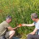 Dolik, hennepvreter, vlashuttentut; veel akkerbloemen zijn verdwenen, maar het is nog niet te laat