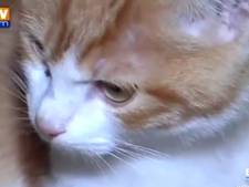 Le chaton lancé contre le mur a survécu