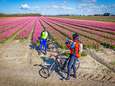 De regio heeft z'n eigen Keukenhof: eerste tulpenvelden staan in bloei én dat levert mooie foto's op<br>