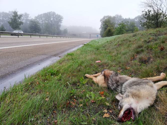 Jonge wolf doodgereden in Hechtel-Eksel: “Hier vreesden we voor”
