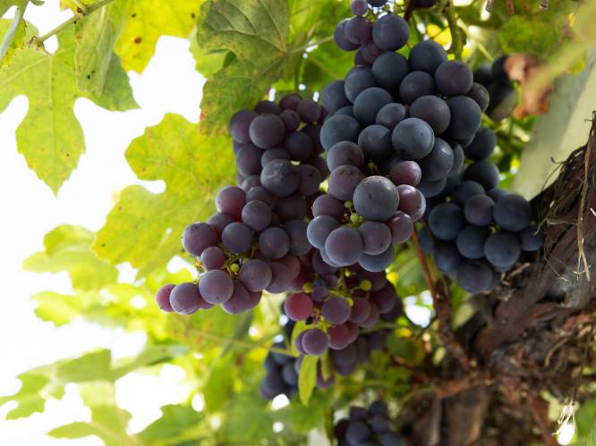 Zelf de lekkerste druiven kweken in volle grond of in een pot? Dit is de sleutel tot succes