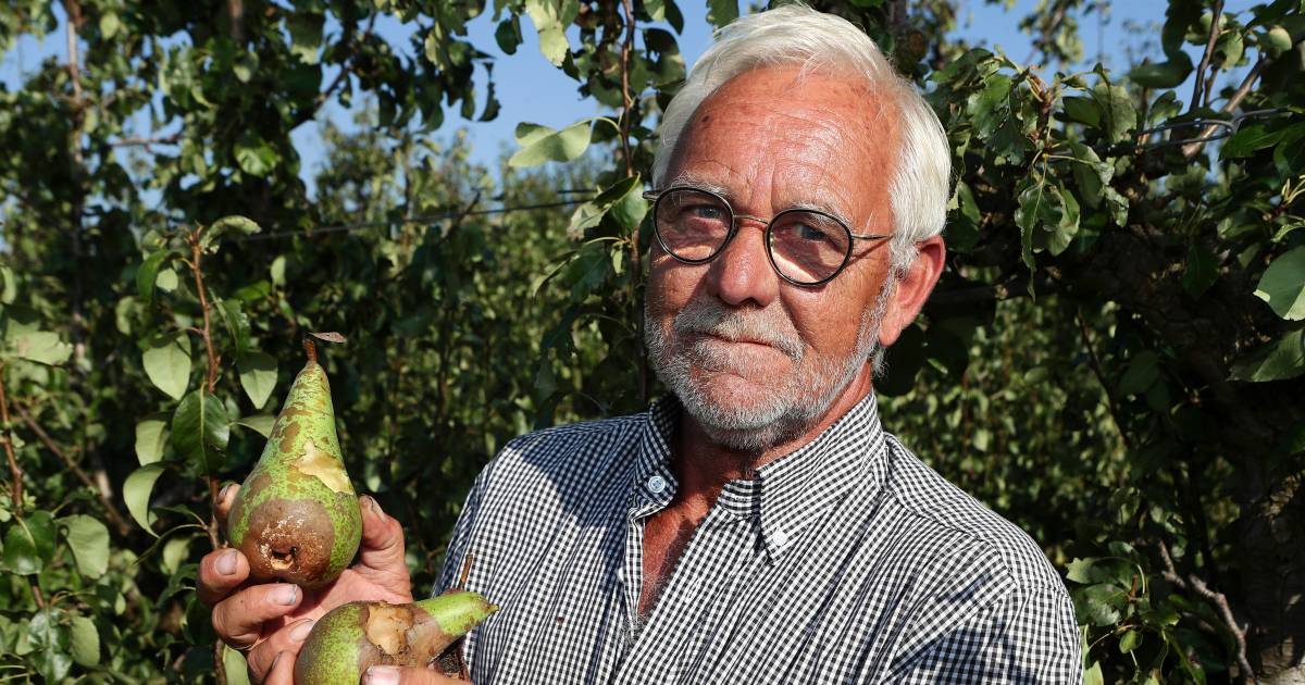 De perenboomgaard van fruitteler Hein uit Ameide wordt leeggepikt door kraaien: ‘Alles al geprobeerd