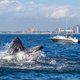 Opgeschoond water, dus keert de walvis terug naar New York: ‘Overvloed aan leven’