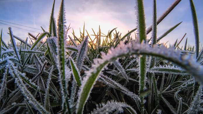 De eerste winterprik in de Westhoek.