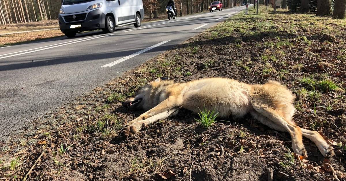 Aanrijding afgeschoten wolf A12 vormt geen uitzondering: alleen dit jaar al zeker vier andere fatale botsingen.