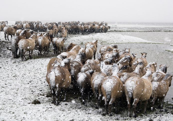 Konikpaarden in winterse Oostvaardersplassen. Het welzijn van grote grazers als deze dieren is regelmatig inzet van heftige discussies.