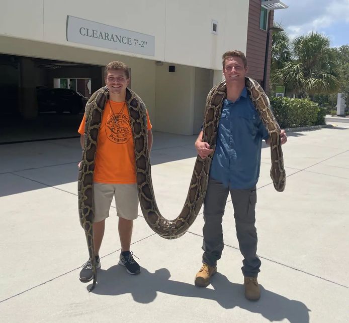 Jake Waleri (22), in het blauwe shirt, slaagde erin de enorme tijgerpython te vangen in Florida.