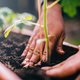 Tijd om tegels te wippen: zo maak je je tuin op een duurzame manier groen
