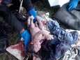 VIDEO. Pasgeboren baby levend aangetroffen in vuilniszak in Zuid-Afrika