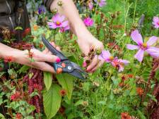 Geef je tuin een wellnesskuur: met deze tips help je planten er weer bovenop