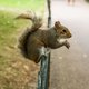 Hoe de genetisch gemanipuleerde eekhoorn zijn eigen populatie op peil houdt