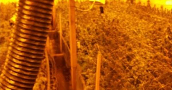 Professionele kwekerij met 2.300 planten opgerold in Oploo | St. Anthonis - De Gelderlander