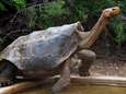 Dit is Diego, de op seks beluste schildpad die zijn soort van uitsterving redde 