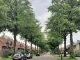 De beeldbepalende lindebomen in de Deken Baekersstraat in Schijndel.