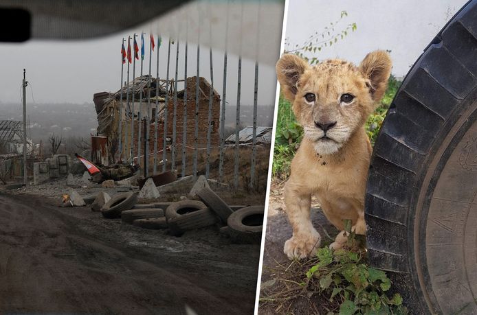 Exotische dieren worden regelmatig gevonden tijdens de oorlog in Oekraïne. Zoals leeuwin Flori, gevonden in een flat in oorlogsgebied.