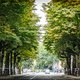 Plantkundige na Antwerps burenprotest: "Bomen zijn nu eenmaal geen eeuwig leven beschoren"