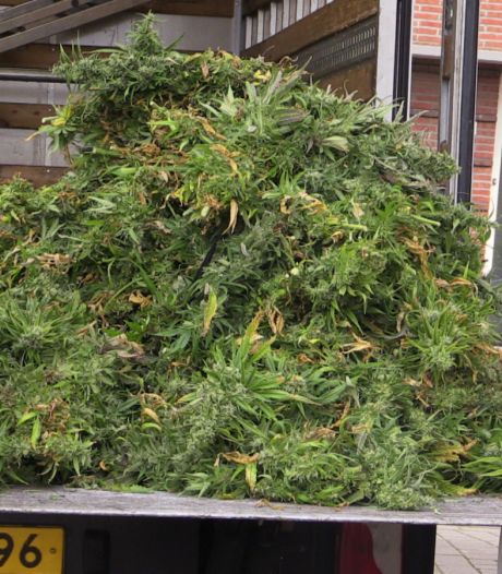 Vier maanden cel dreigt voor Enschedeër die zijn groene vingers gebruikt voor hennepteelt