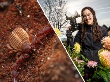 Vliegen zonder vleugels, dit beestje doet het en krijgt vaak eten toe