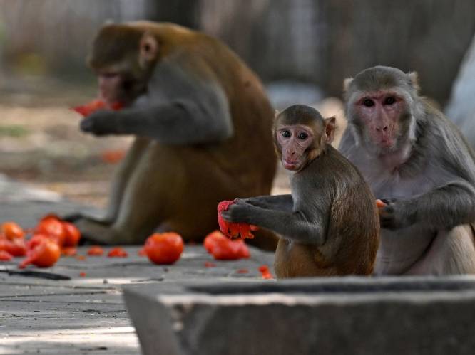 India zet ‘apenimitators’ in om aapjes weg te jagen bij G20-top