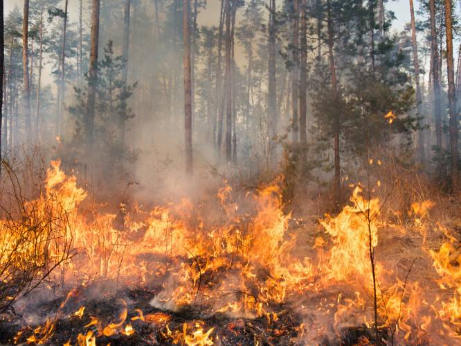 Wetenschappers waarschuwen EU voor "desastreus" plan om bomen te laten verbranden