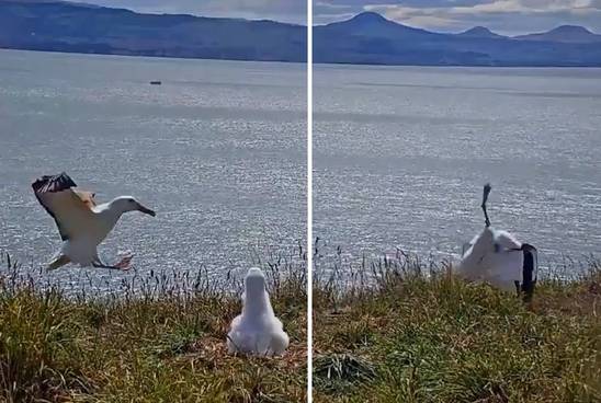 Albatros gaat viral met stuntelige landing