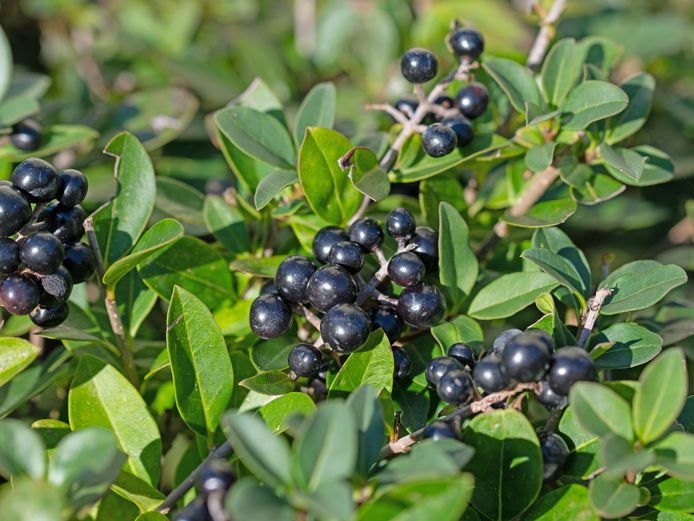 Ligustrum vulgare ‘Lodense’.