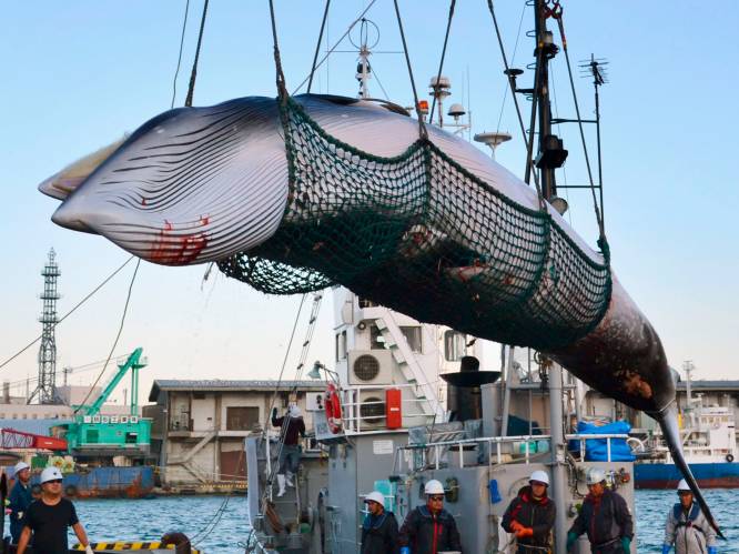 Japan stapt uit Internationale Walvisvaartcommissie en hervat commerciële walvisjacht