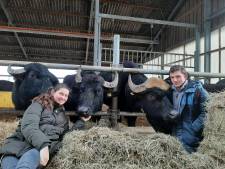 Haarlemse Emma (29) en Olivier (30) én hun veertig waterbuffels wonen nu in Diepenveen: 'Even wennen'