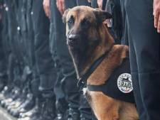 Le maître de Diesel témoigne sur la mort de son chien