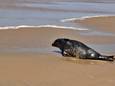 Zeehond Zytha werd vrijgelaten op het strand van Middelkerke.