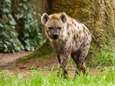Hyena ontsnapt door een omgevallen boom in Beekse Bergen, bezoekers moeten schuilen