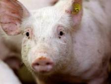 Ruimte 8.000 varkens na uitbreiding stal Hengelo