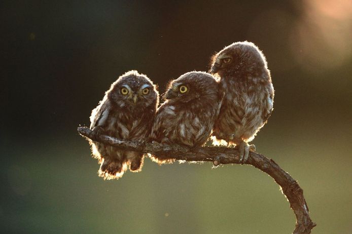 Comedy Wildlife Photography Awards