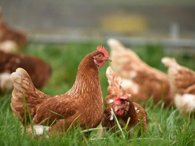 Internationale maand van de kip: “Op zoek naar plantaardige alternatieven voor deze intelligente dieren" 