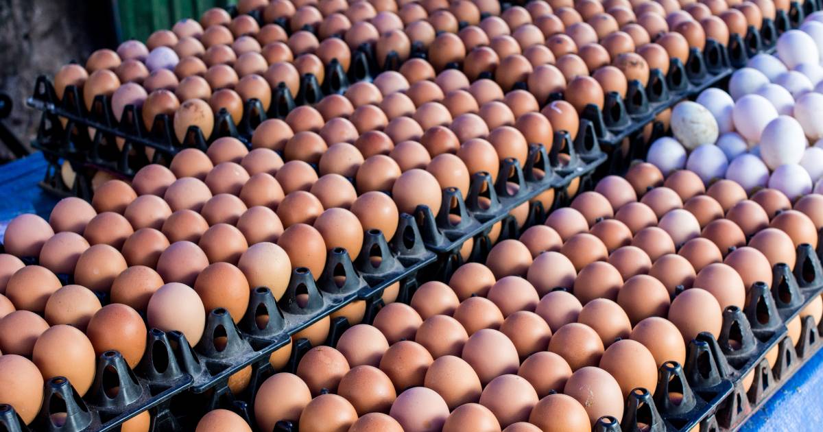 Detective lucht Onregelmatigheden Als productie van eitje 14 cent kost, waarom betalen we dan dubbele? 'Truc  van de supermarkt' | Deze verhalen mag je niet missen | AD.nl