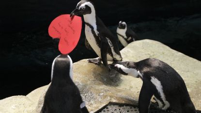 Schattig: pinguïns geven elkaar hartjes voor Valentijnsdag