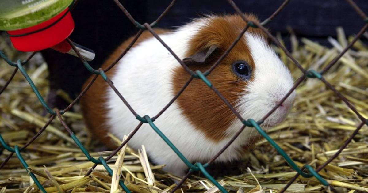 @SaschaJanssen @KelvinVos2 @parlementor Mag niet meer van de politie.