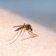 Zó lang is je lichaam bezig om een muggenbeet te verwerken
