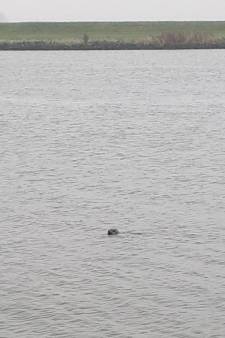 Zeehond duikt op in Schelde-Rijnkanaal