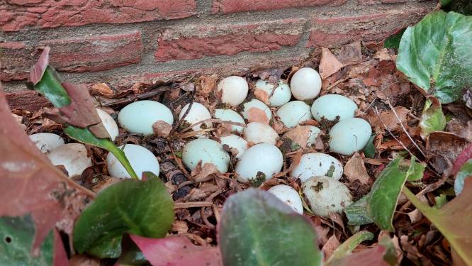 Mysterie bij huis in Rijssen: waar komen deze 22 eitjes ineens vandaan? ‘Ik moest en zou het weten’