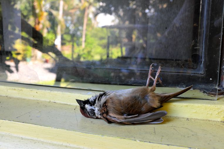 BOING! Hoe voorkom je dat vogels zich te pletter vliegen